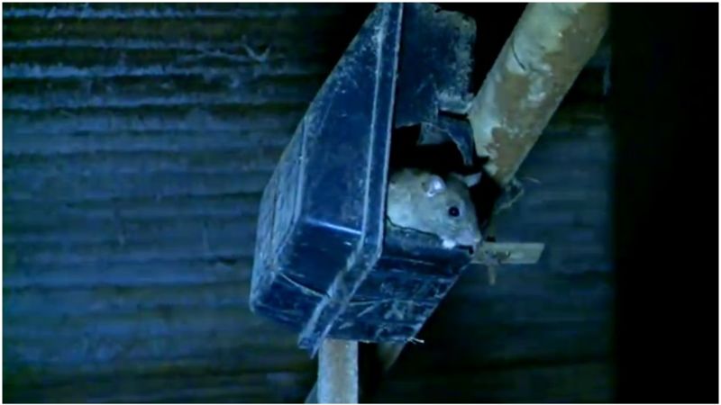 Topi negli allevamenti